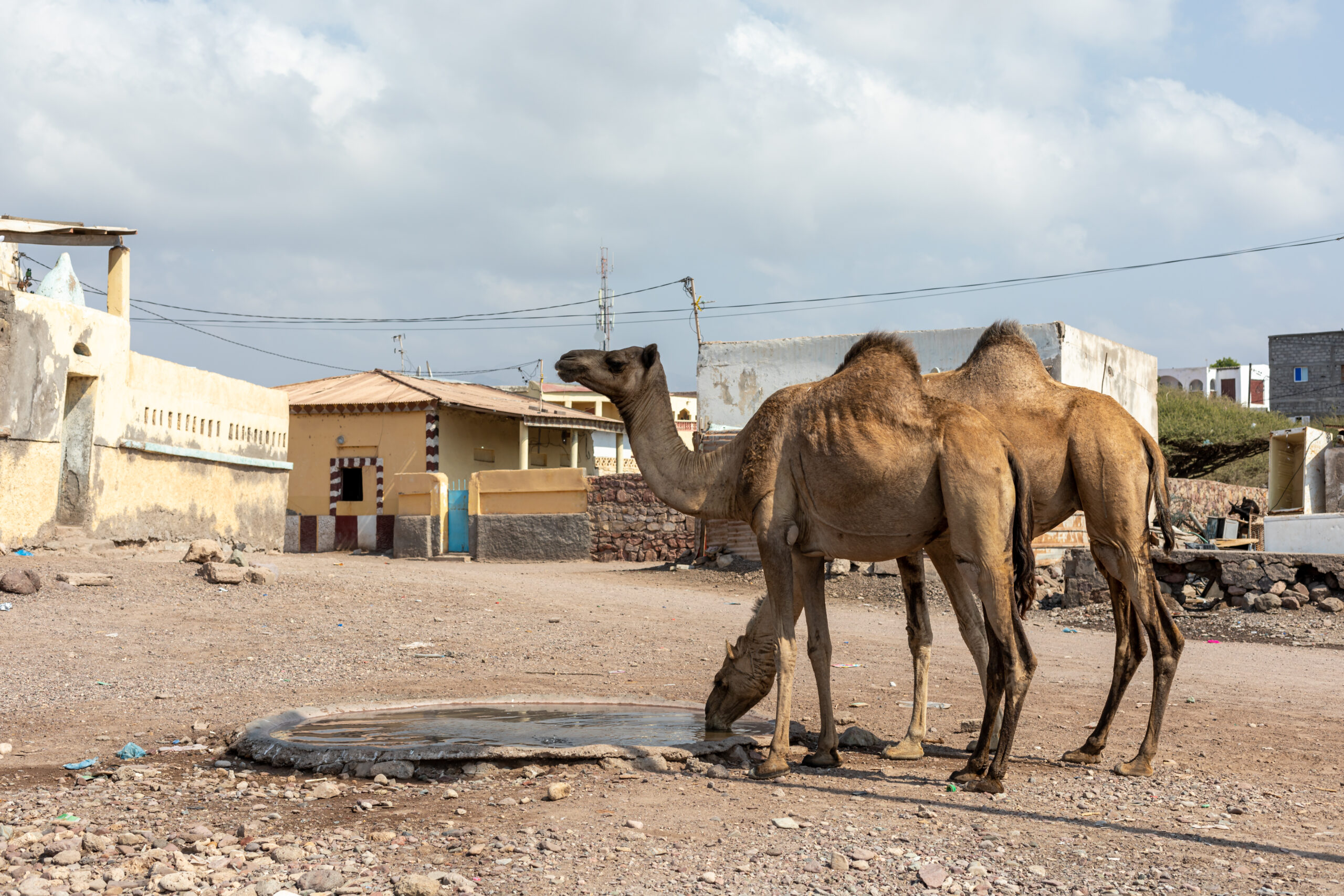 Tales of the Djibouti By Camille Massida